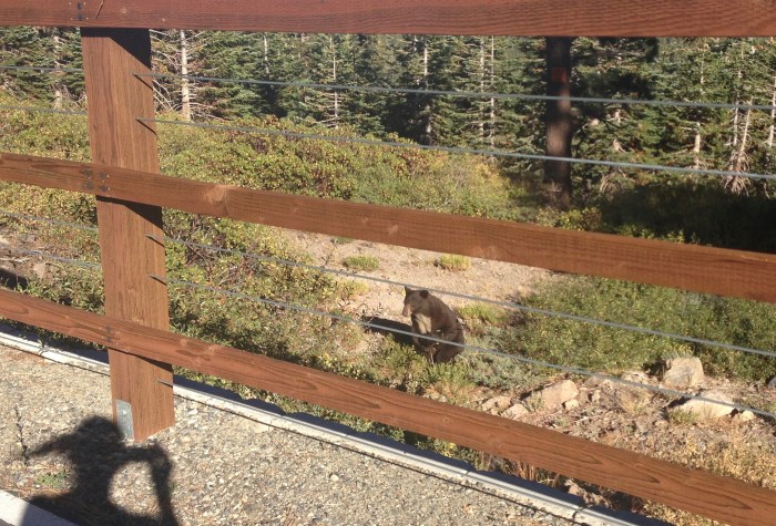 Mammoth Bear on the run