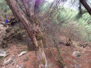 Site of Alena's fall