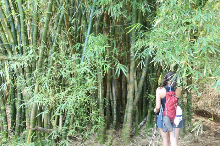 Bamboo on the trail to Hanakapi'ai Falls