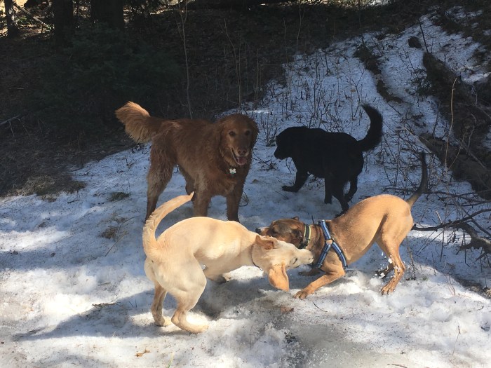 Four pups on a hike playing in the snow